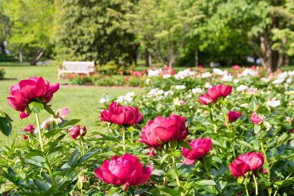 Bloeiende bloemen van de pioenroos in park tuin. — Stockfoto