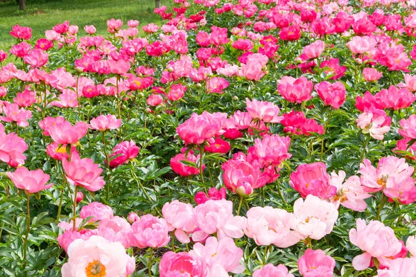 Bloeiende roze pioen bloemen in park tuin. — Stockfoto