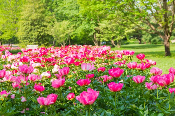 Bloeiende bloemen van de pioenroos in park tuin — Stockfoto