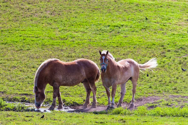 Two brown draft horses on farm land — Stock Photo, Image