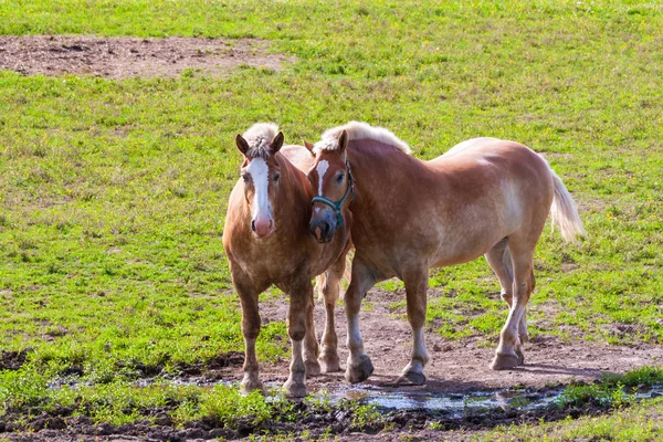 Two brown draft horses on farm land — Stock Photo, Image