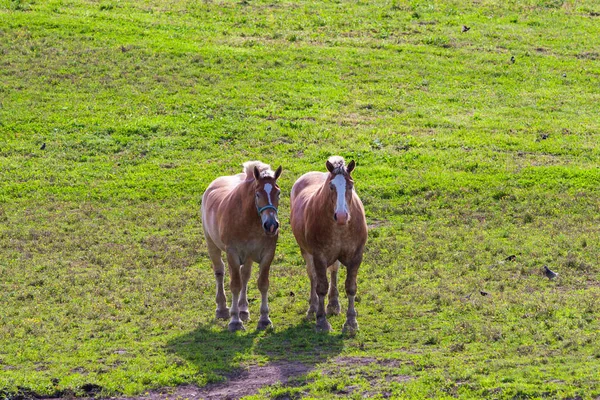 Two brown draft horses on farm land — Stock Photo, Image