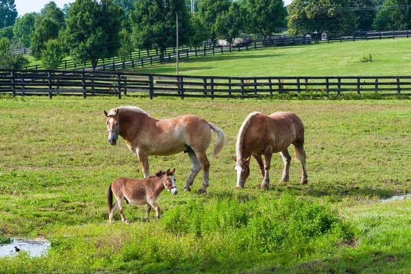 Two brown draft horses and a miniature horse on farm land — Stock Photo, Image