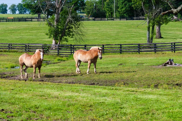 Dois cavalos rascunho marrom em terras agrícolas — Fotografia de Stock