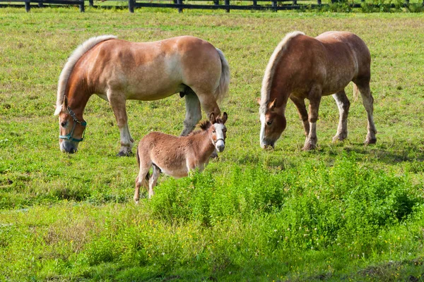 Dois cavalos de tração marrom e um cavalo em miniatura em terras agrícolas — Fotografia de Stock