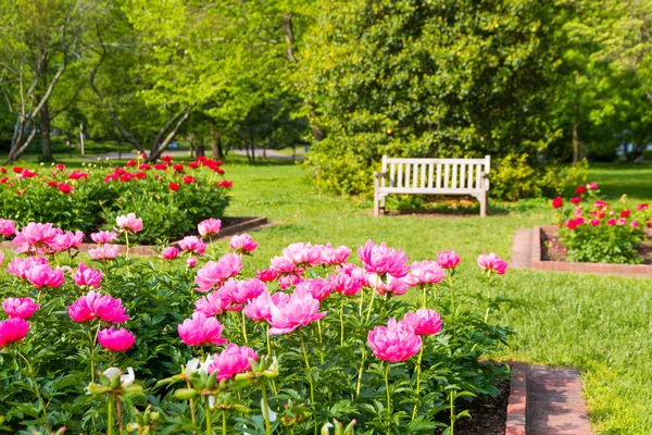 Fioritura fiori di peonia nel giardino del parco Foto Stock Royalty Free