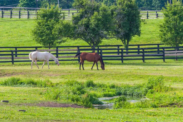 Koně na koňské farmě. Krajina země. Stock Fotografie