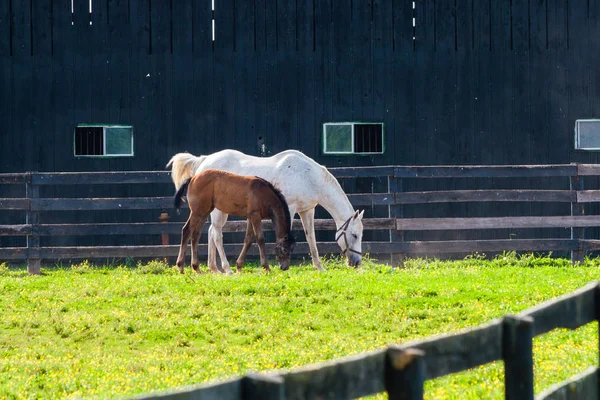 馬の農場で彼女の馬とロバ. — ストック写真