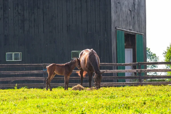 Sto med sitt föl på hästgård. — Stockfoto