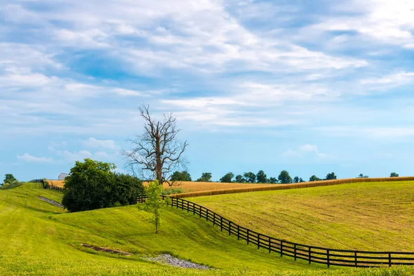 Zemědělská pole s plodinou. Venkovská krajina. — Stock fotografie