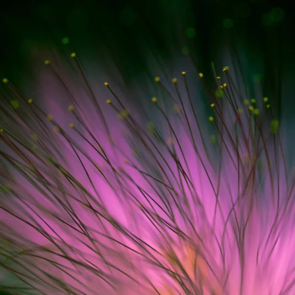 Abstrakte verschwommene lila Blume natürlichen Hintergrund — Stockfoto