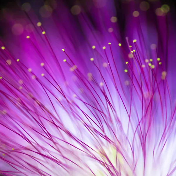 抽象模糊的紫色花自然背景 — 图库照片