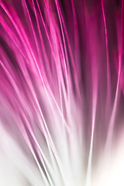Abstrato borrada flor roxa fundo natural — Fotografia de Stock