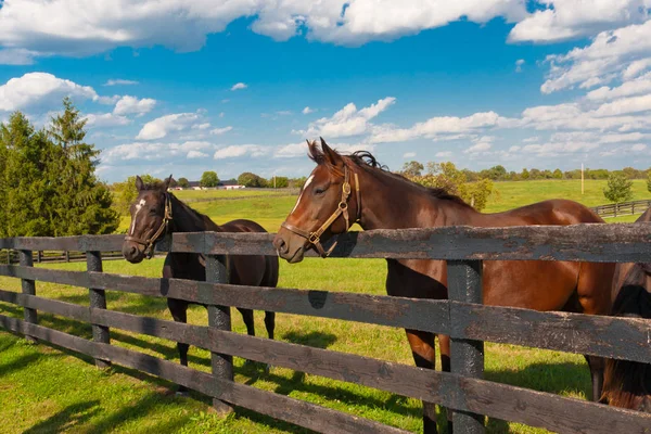 Paarden te paard boerderij — Stockfoto