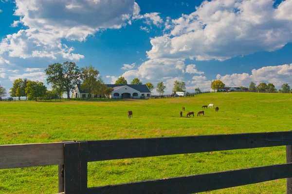 Koně na koňské farmě — Stock fotografie