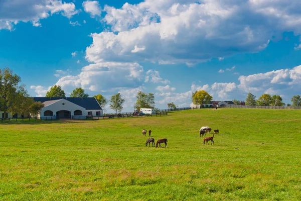 Paarden te paard boerderij — Stockfoto