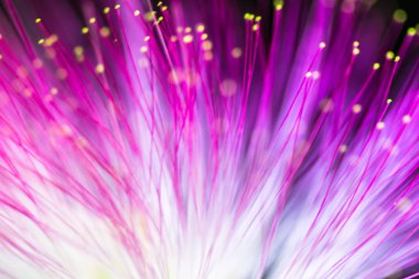 Bulanık mor ışık ve çiçek doğal arkaplan