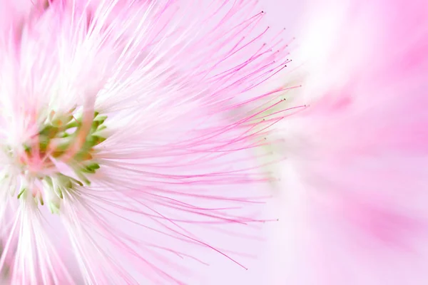 Flor rosa desenfocada borrosa fondo natural —  Fotos de Stock