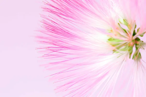 Defokussiert verschwommen rosa Blume natürlichen Hintergrund — Stockfoto