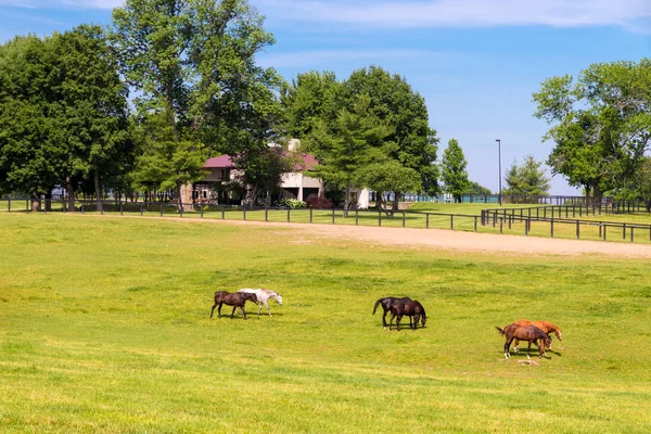 Horses at horse farm. Country landscape. — Stock Photo, Image