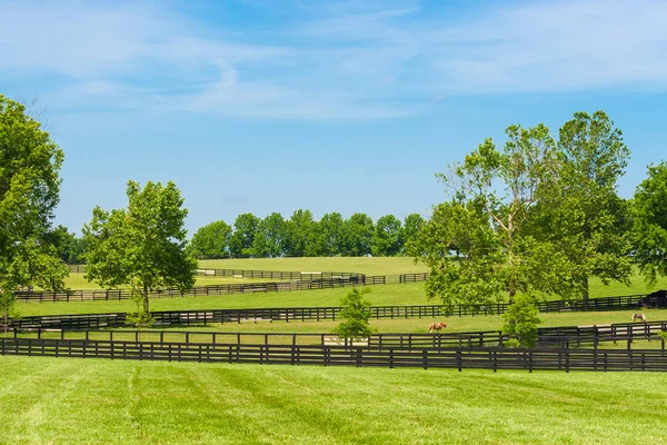 Zielone pastwiska stadniny koni. — Zdjęcie stockowe