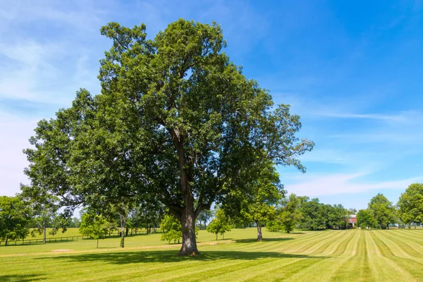 Grote eiken boom op paard boerderij, land sudderen landschap — Stockfoto