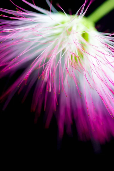 Rozostřeného rozmazané fialový květ na černém pozadí. Royalty Free Stock Obrázky