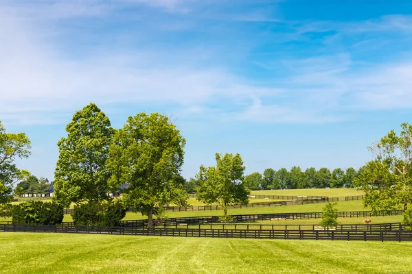 Zelené pastviny koňských farem Stock Obrázky