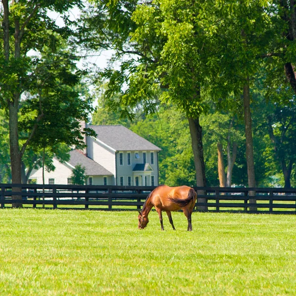 馬の農場で馬。田園風景. — ストック写真