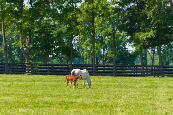 馬の農場で彼女の馬とロバ — ストック写真