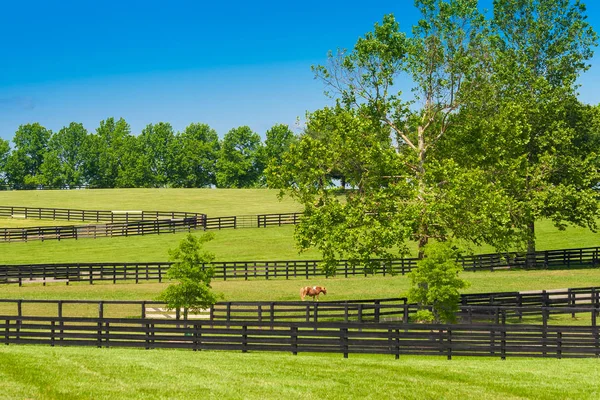 Gröna ängar av häst farms.99 — Stockfoto