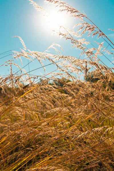 Wild field of grass, sun on blue sky, lens flares, soft focus. — Stock Photo, Image