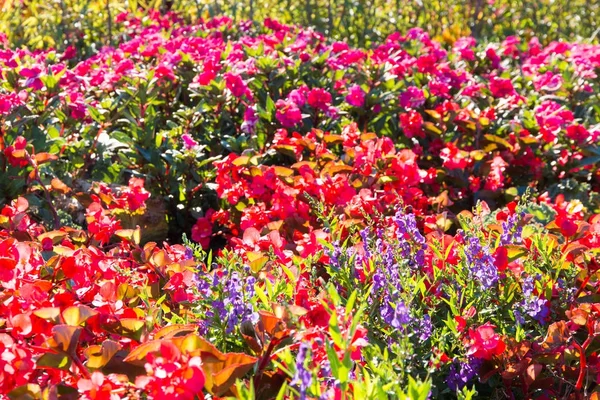 Nazomer kleurrijke bloementuin — Stockfoto