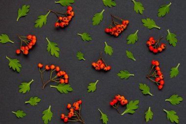 Yaprakları ve siyah arka plan üzerine ashberry ile sonbahar desen