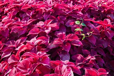 Çiçek Bahçesi Coleus bitkilerde.