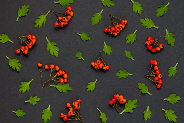 Yaprakları ve siyah arka plan üzerine ashberry ile sonbahar desen
