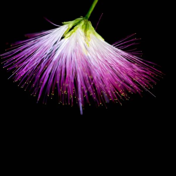 Defokussiert verschwommen lila Blume auf schwarzem Hintergrund. — Stockfoto