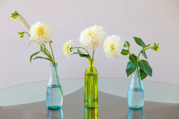 Sada bílých dahlia květiny v skleněné vázy. — Stock fotografie