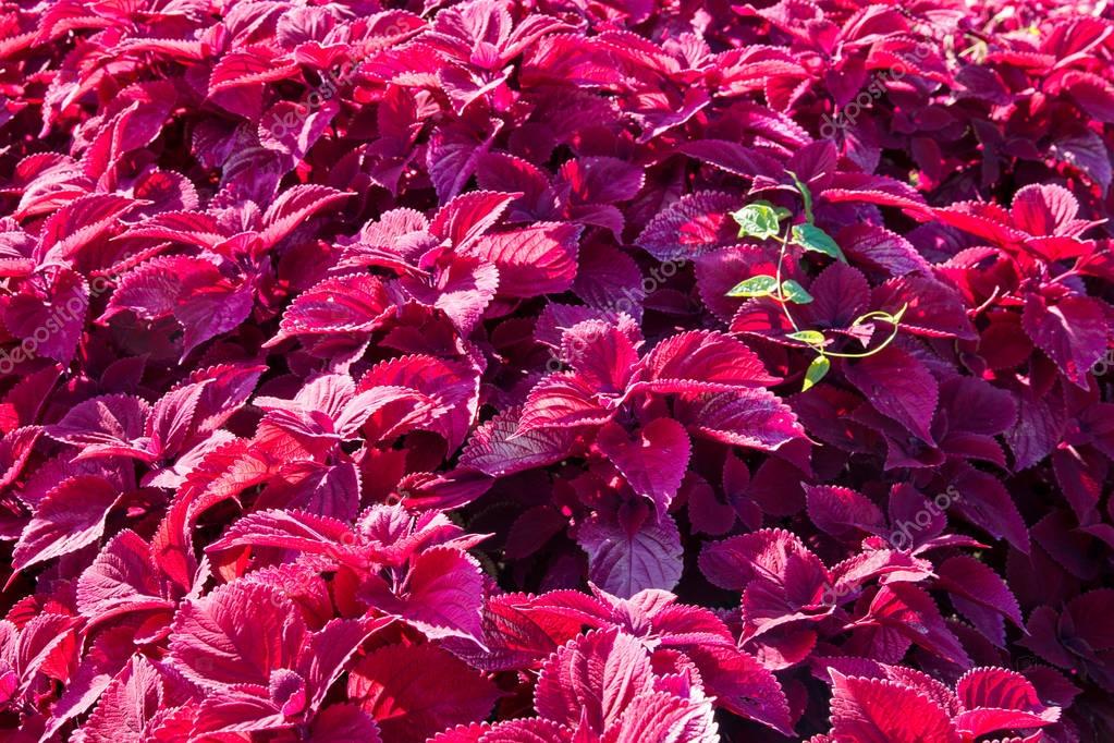 Buntnessel Coleus Pflanzen im Garten. — Stockfoto © volgariver #169250712