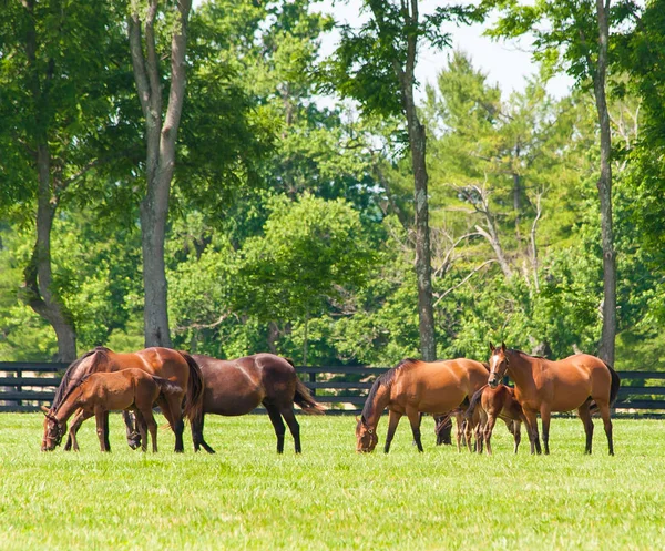 Paarden te paard boerderij. — Stockfoto