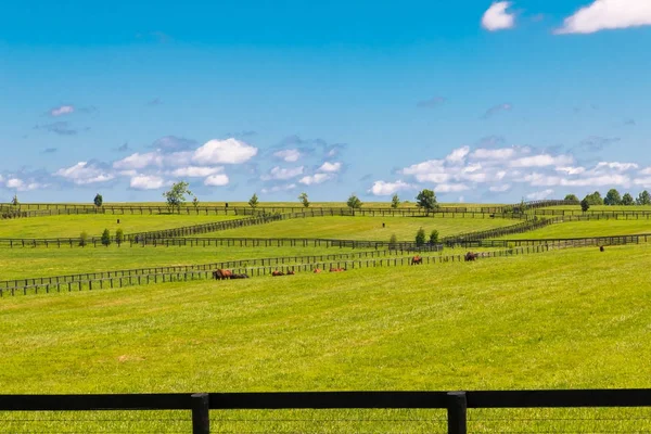 馬の農場の緑の牧草地. — ストック写真