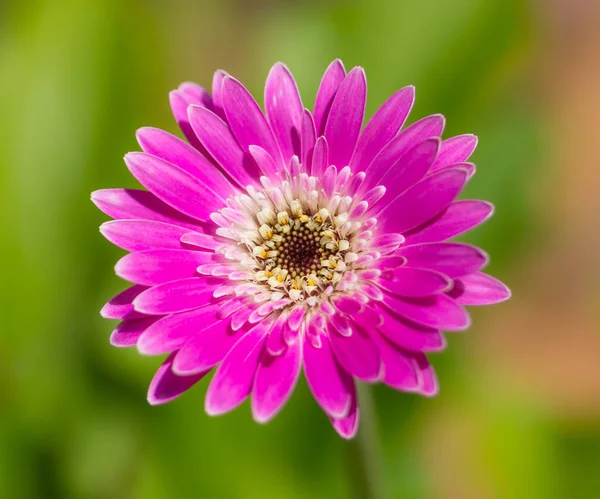 Wibrujący jasny purpurowy gerbera stokrotka kwiat. — Zdjęcie stockowe