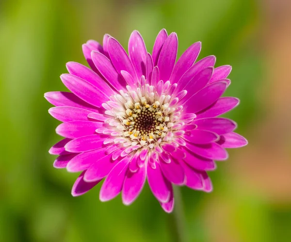 Vibrant lumineux magenta gerbera fleur de marguerite . — Photo