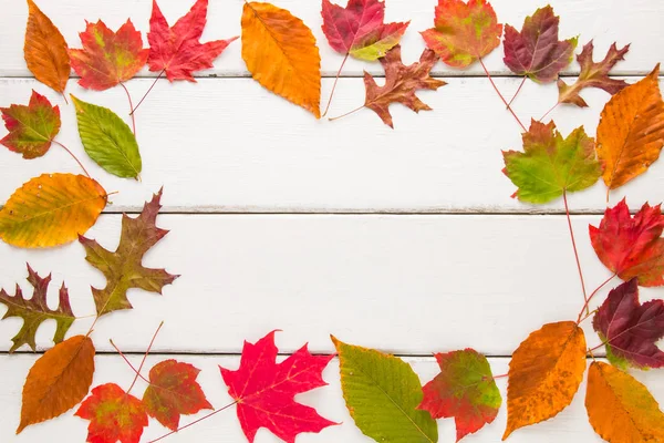 Composizione cornice autunno di foglie colorate . — Foto Stock