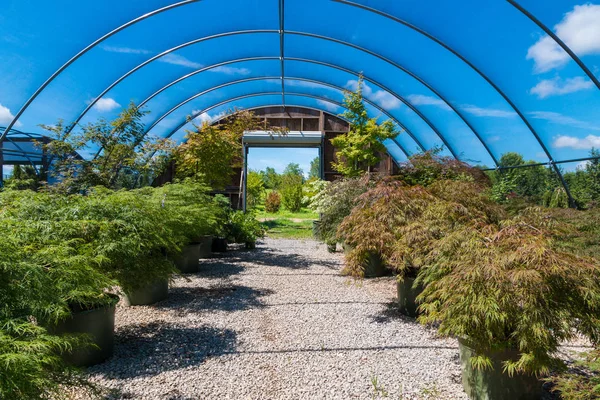 Japanse esdoorn-bomen in de kwekerij groene huis — Stockfoto