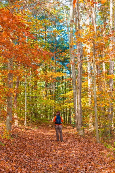 Frau spaziert in schönen Herbstwald. — Stockfoto