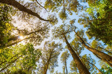 Uzun boylu çam ağaçları mavi gökyüzü karşı bakarak.