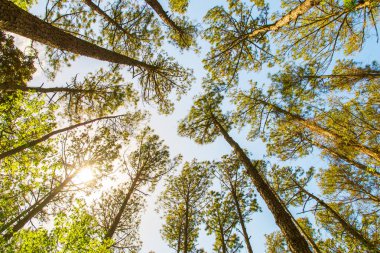 Uzun boylu çam ağaçları mavi gökyüzü karşı bakarak.