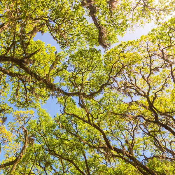 乔木的老橡树披着西班牙苔藓. — 图库照片