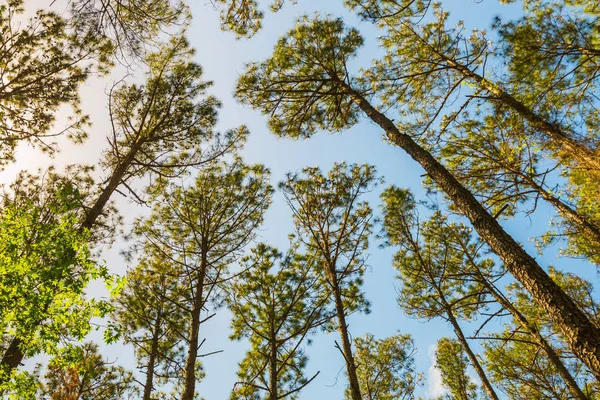 Looking up at tall pine trees against blue sky. — Stock Photo, Image